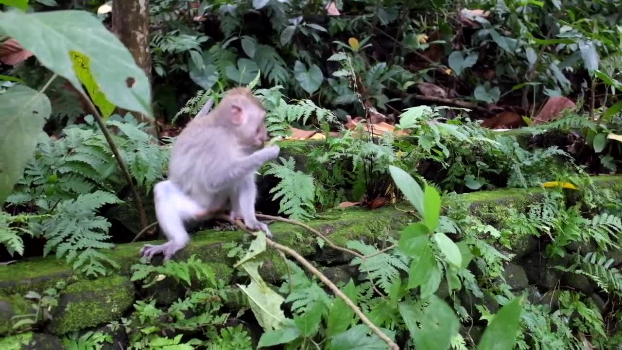 Monkey Cute Funny Forest Leaves Food Eating