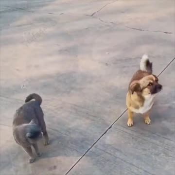 News Break: Smooth Criminal