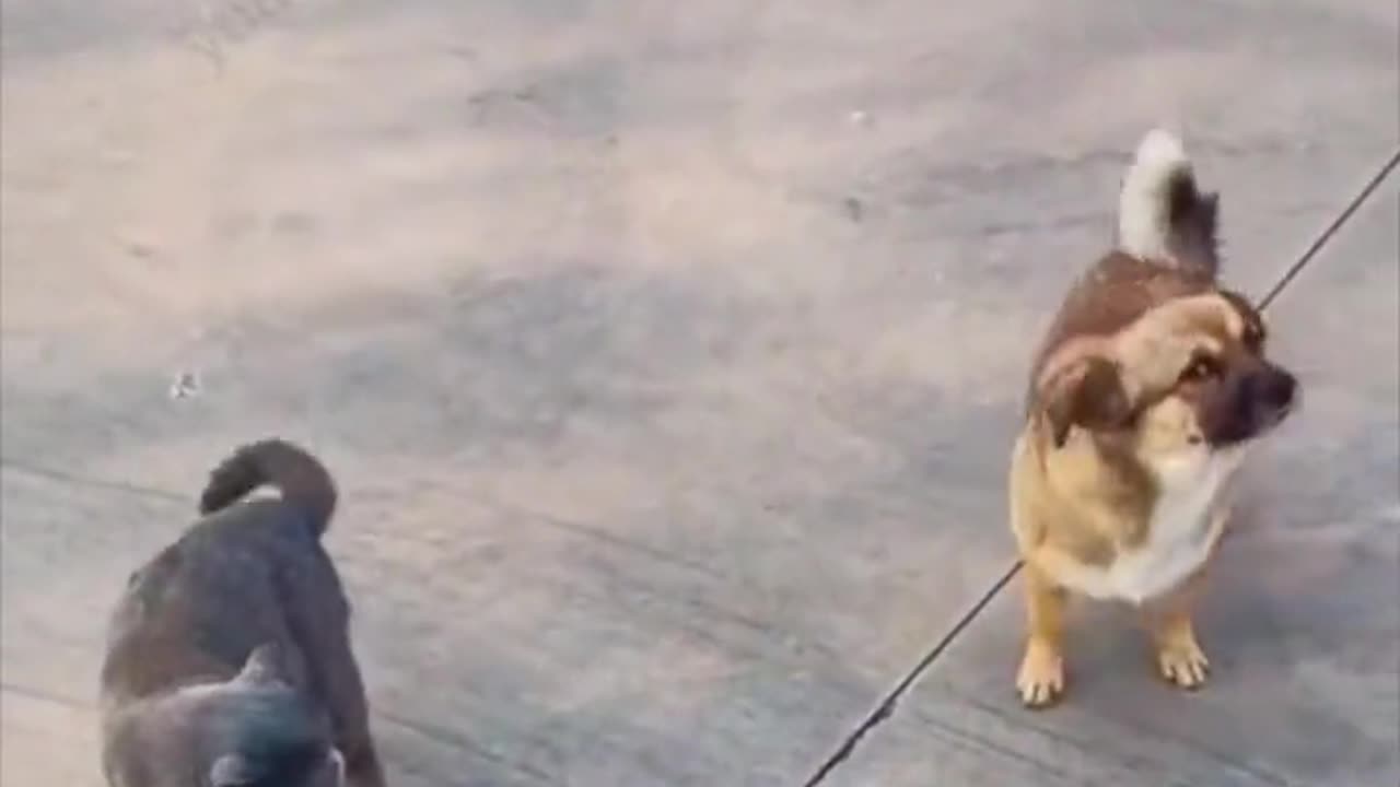 News Break: Smooth Criminal