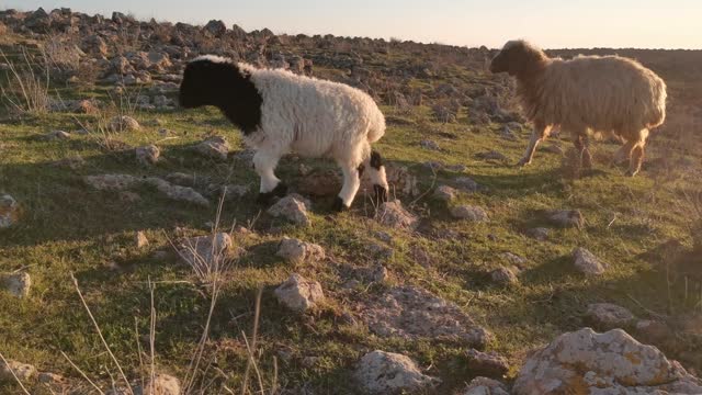 Sheep in the pasture