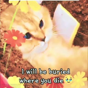 Miss Mr dog 🐕 and cat 🐈