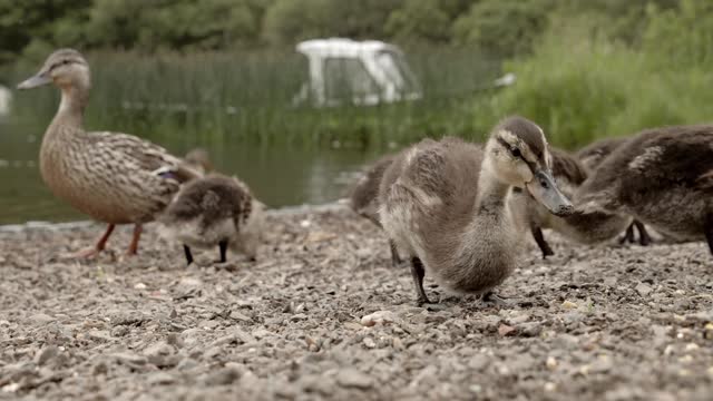 Sounds of ducks and swimming in the wate 2r