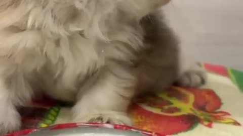 Cat 😸😸 learning to drink milk 🥛|| Cute pets || Cute Cat || Pets lovers...