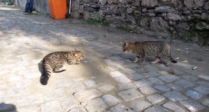 So funny! Cats fought