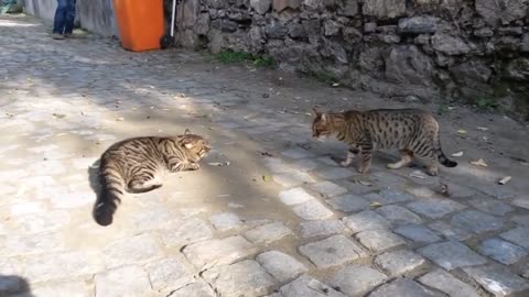 So funny! Cats fought