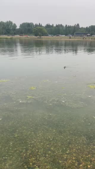 Baby duck in lake