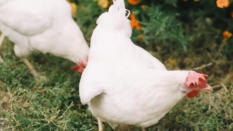 Light Sussex backyard chickens breed