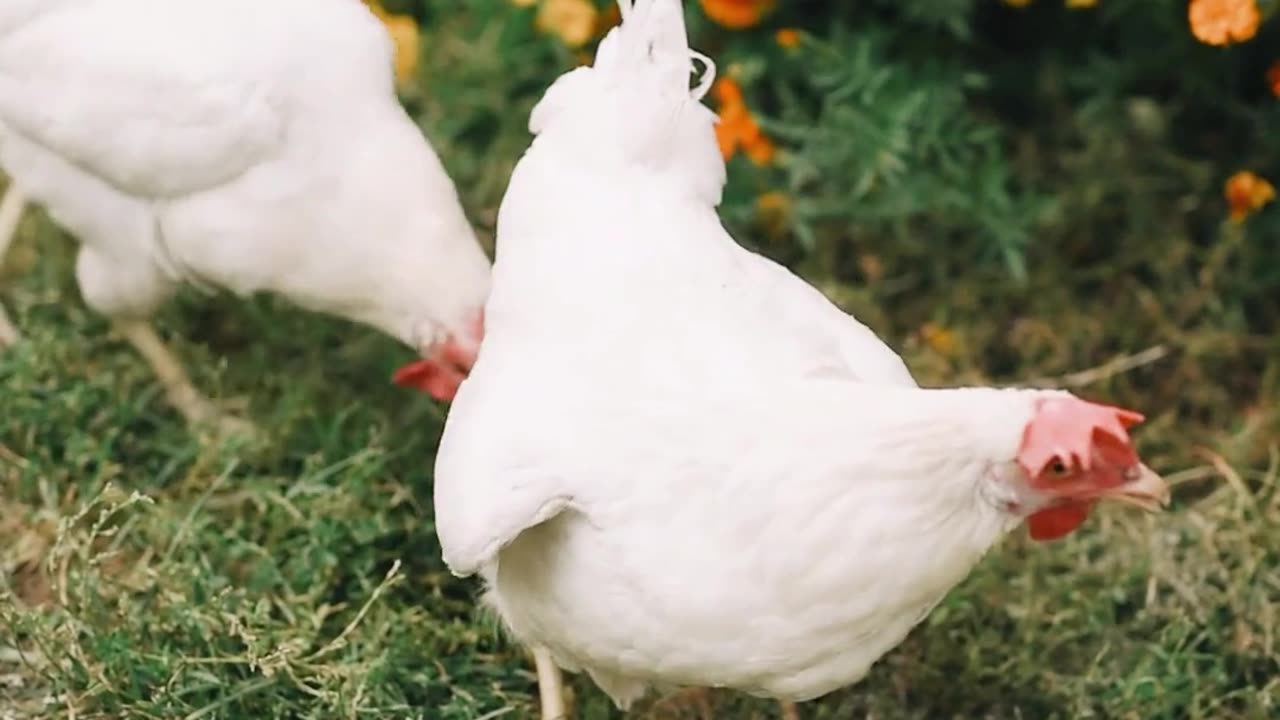 Light Sussex backyard chickens breed