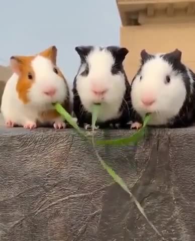 The middle Guinea pig is very clever