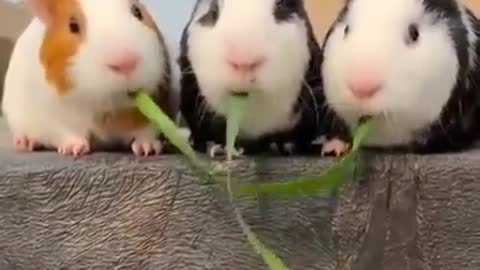 The middle Guinea pig is very clever