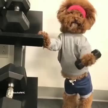 Who_wants_to_be_his_partner_to_exercise