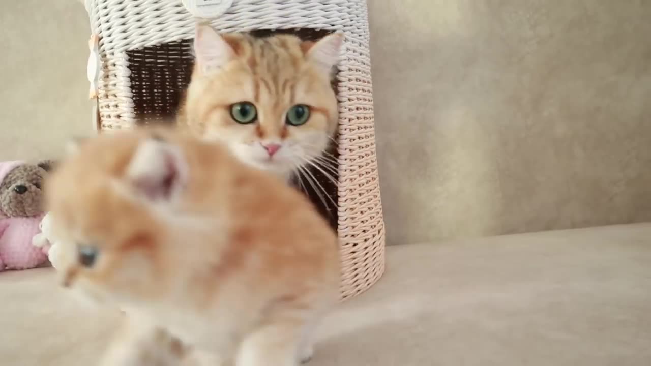 Mom Cat playing and talking to her Cute Meowing baby Kittens