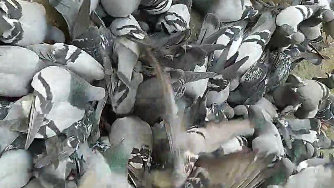 Birds, countless pigeons are sharing same foods