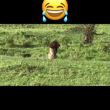 Funny moment of the excursion.