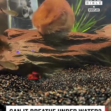 Hamster lives in a fish tank