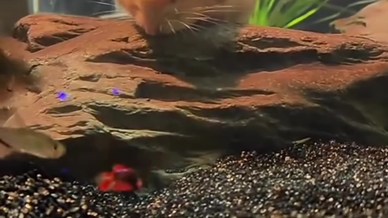 Hamster lives in a fish tank