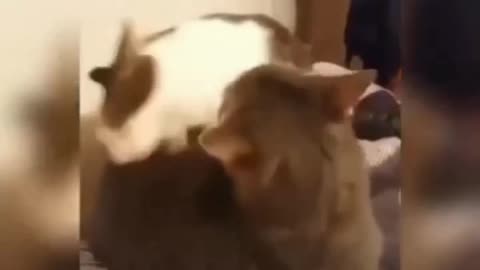 Funny cat video