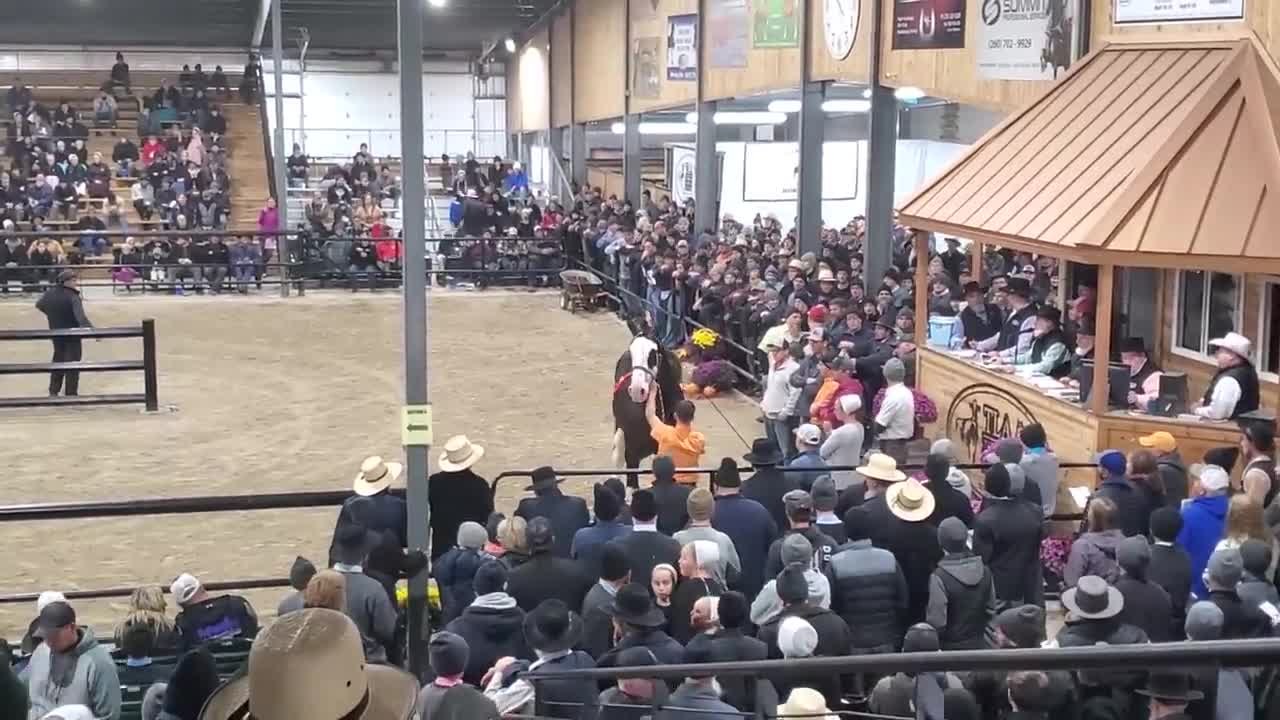 $100,000 Clydesdale Stallion at Topeka!