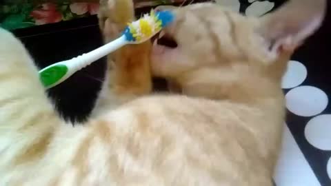 Cat brushing teeth