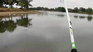 Surface Carp Fishing with BREAD!?