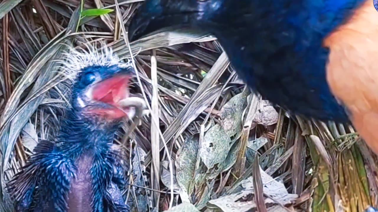 Mother Bird Brings Back Frogs to Her Babies