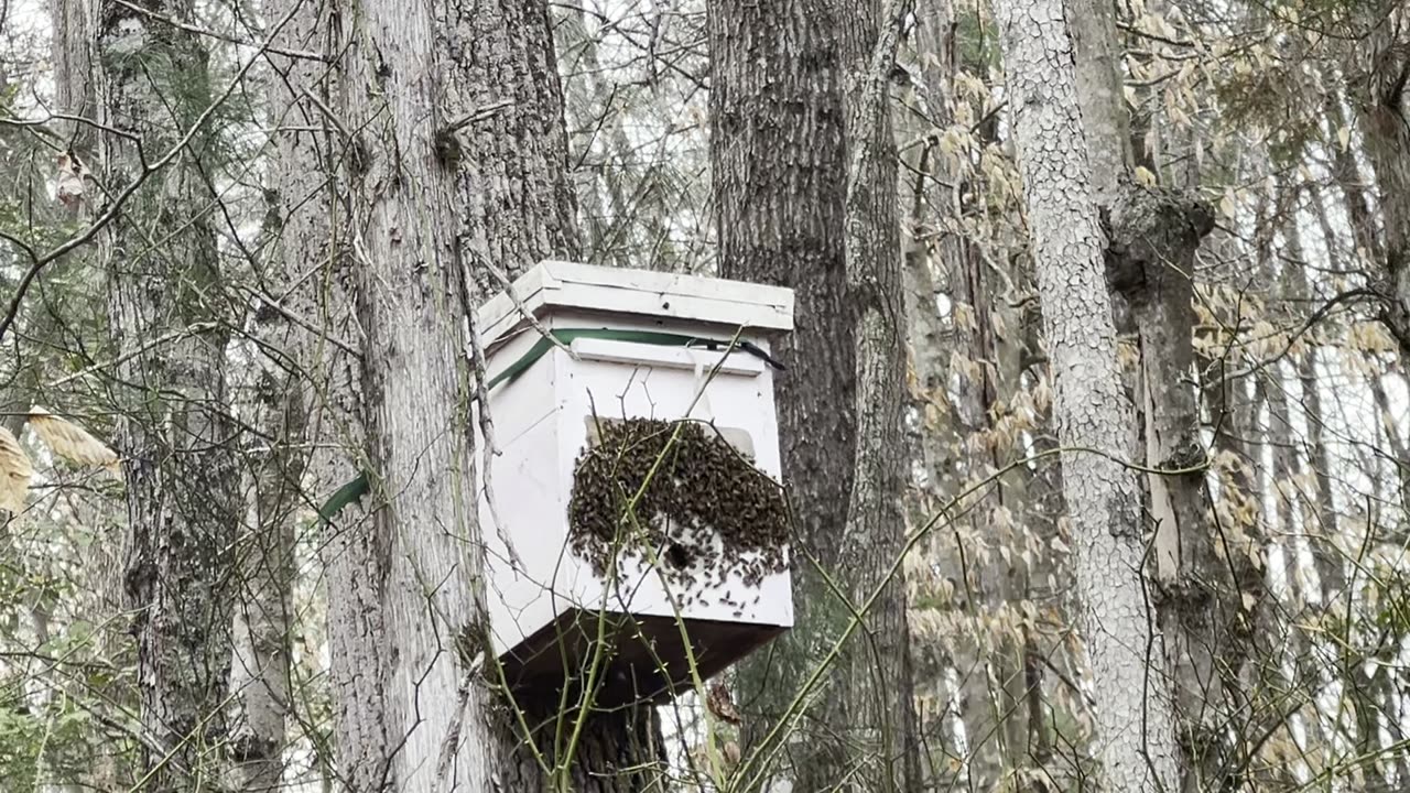 A Colony of Honeybees Leaving 'our' 2023 Swarm Hive to Locate Another Hive & Increase Their Numbers! 💕🐝👏