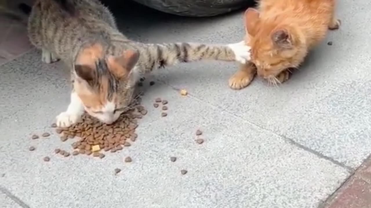 Funny video
