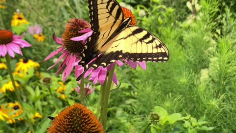 Tiger Swallowtail Butterfly