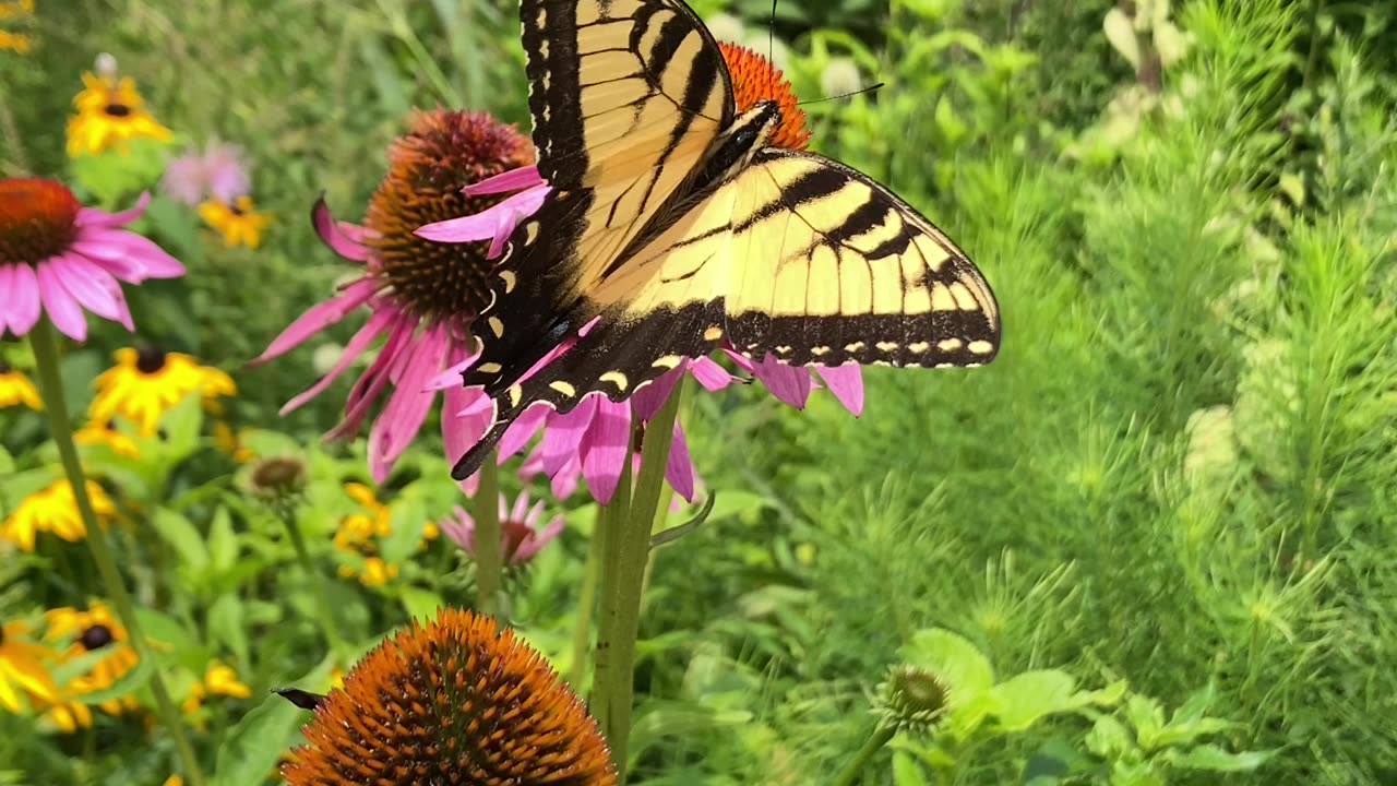 Tiger Swallowtail Butterfly