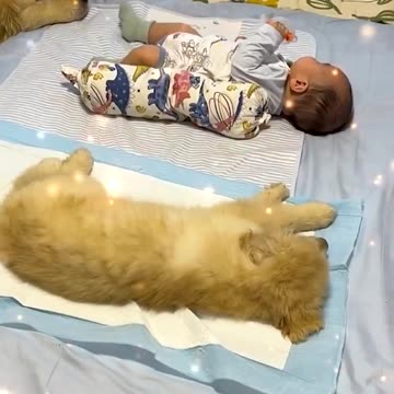 Friendship between Dogs and Babies & kids is viral and Trending Now