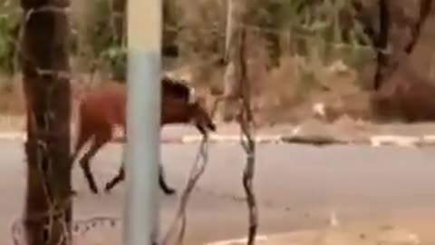 Animal: What kind of animal is this? Spoof?