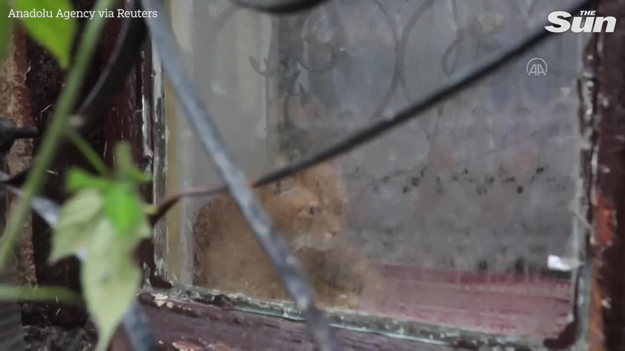 Ukrainian volunteers take care of hundreds of stray animals in Odessa