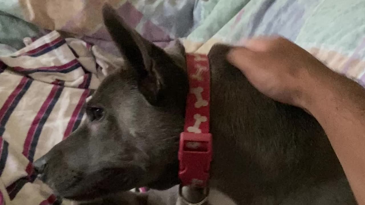 Scratch so good