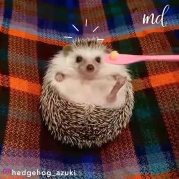 A super cute hedgehog eating his meal. Sound ON!