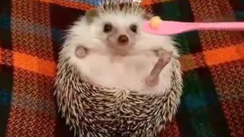 A super cute hedgehog eating his meal. Sound ON!