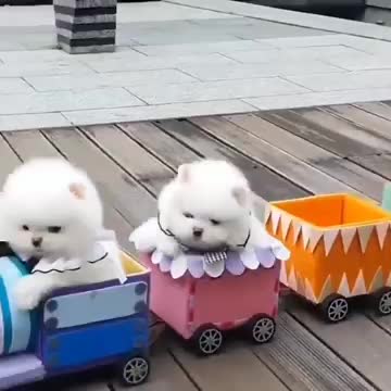 Cute funny video