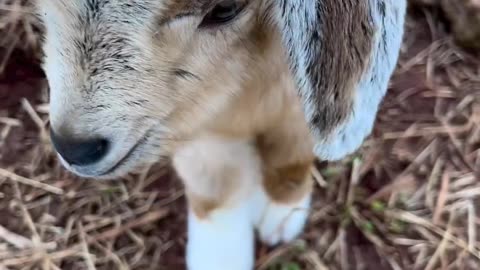 A day of goat labor #cute goat baby