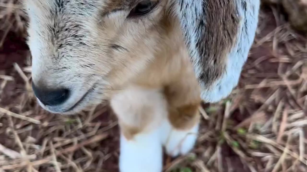 A day of goat labor #cute goat baby