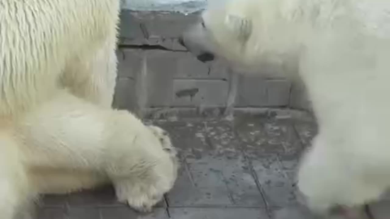 Polar bear cubs