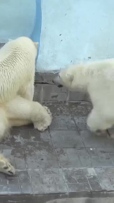 Polar bear cubs