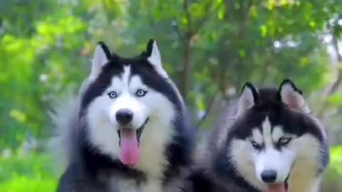 Cute and funny pet video.