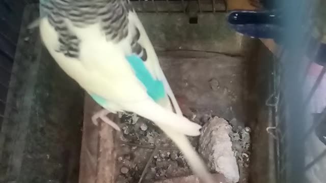Pirds animal