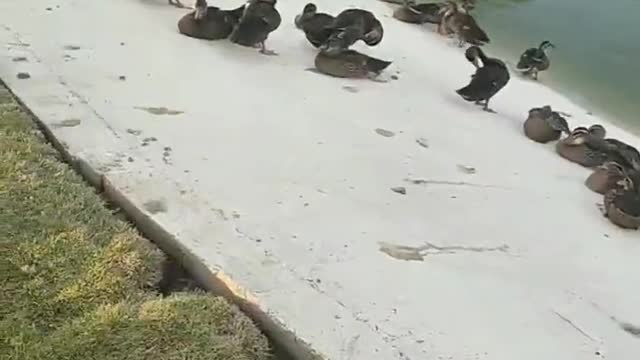 ducks