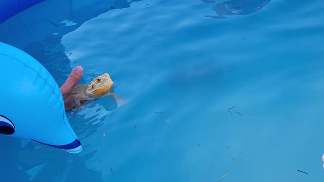 Can this swim or not let's put it to the test