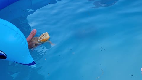 Can this swim or not let's put it to the test
