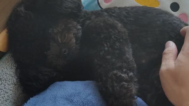 puppy