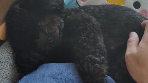 puppy