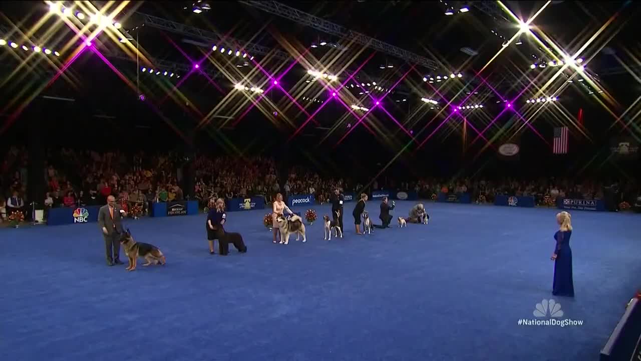 French bulldog named winner of the National Dog Show