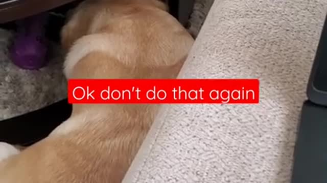 Dog hates when disturbed during sleep doing sleeping #shortsvideo # viralvideos