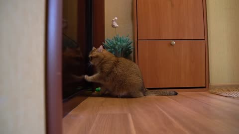 Who said Meow